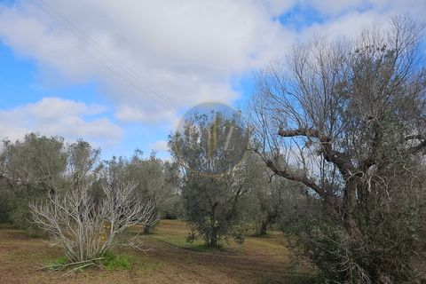 Tomt i Martano, Lecce, Martano - € 55 000 | Ref: TR002 - foto 17